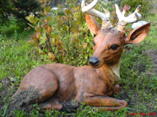 CASIS hodowla jelenie hodowlane anie zarodowe cielta