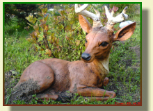 reindeer breeding cultivation of deers breeding fallow deers