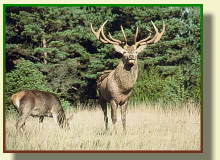 reindeer breeding cultivation of deers breeding fallow deers